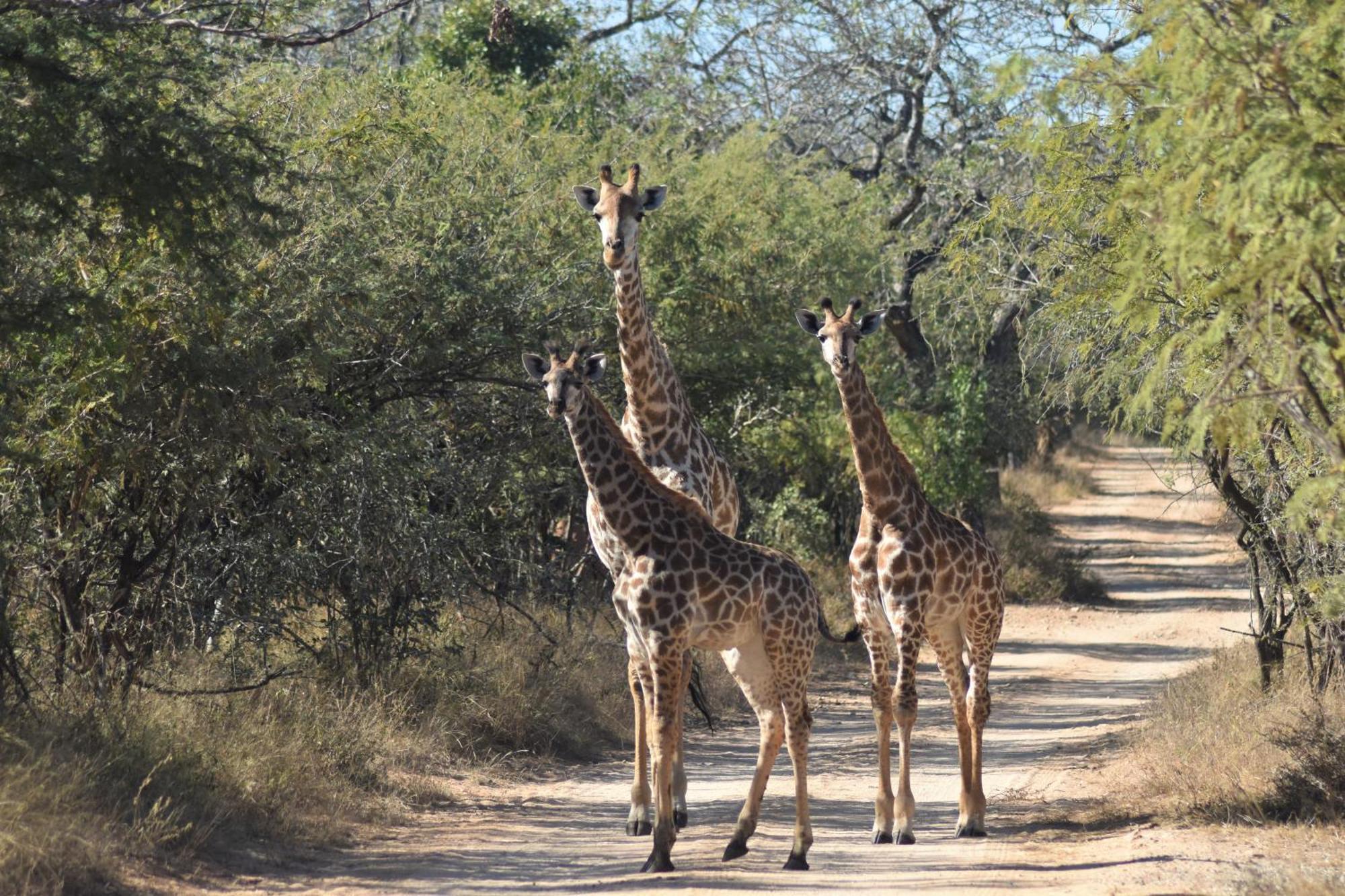 The Baobab Bush Lodge And Villa Hoedspruit Exterior photo