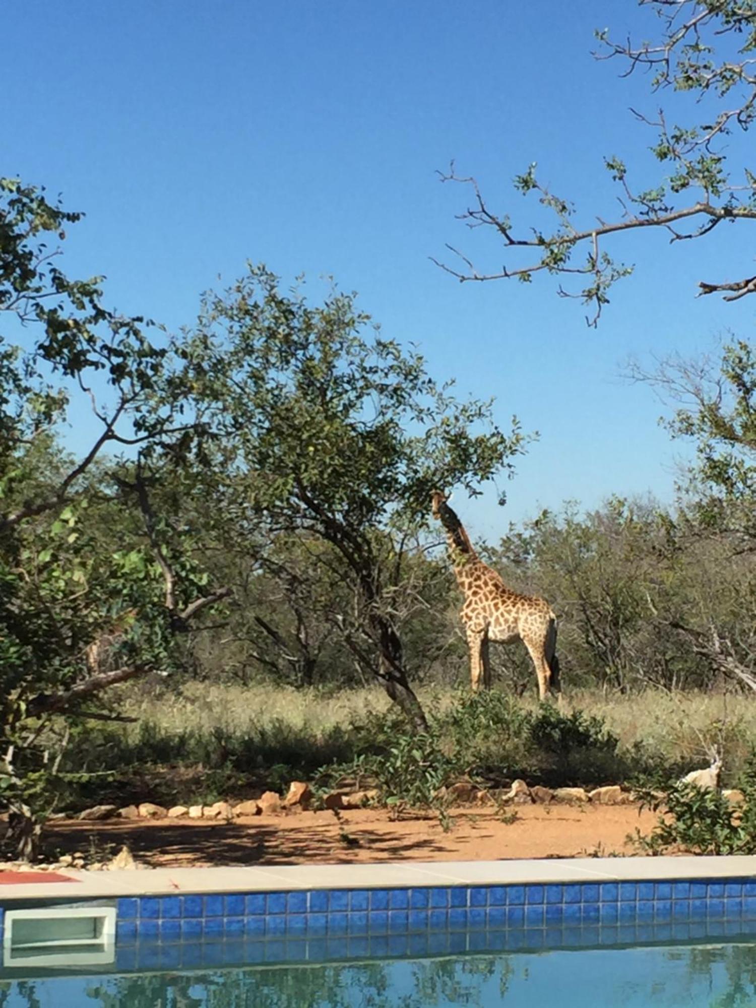 The Baobab Bush Lodge And Villa Hoedspruit Exterior photo