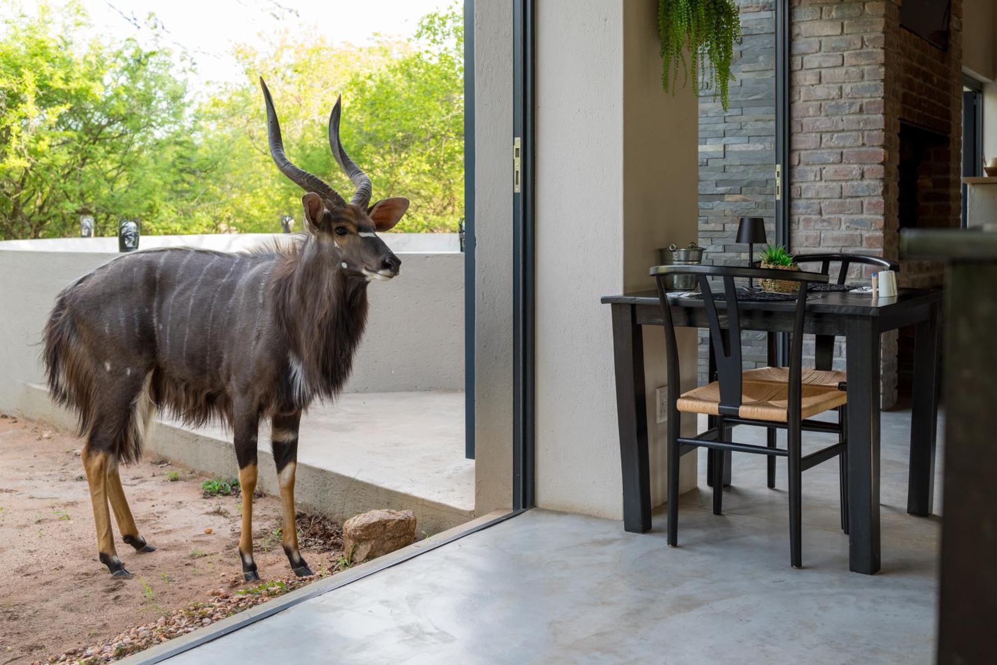 The Baobab Bush Lodge And Villa Hoedspruit Exterior photo